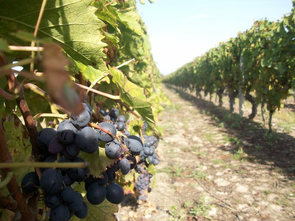 Loire, Chateaux, Et Vignes Онзен Экстерьер фото